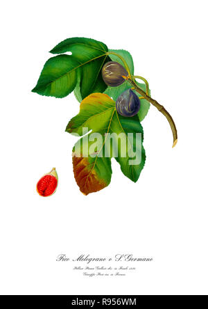 Vintage unica illustrazione botanica di figg. Foto Stock