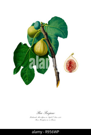 Vintage unica illustrazione botanica di figg. Foto Stock