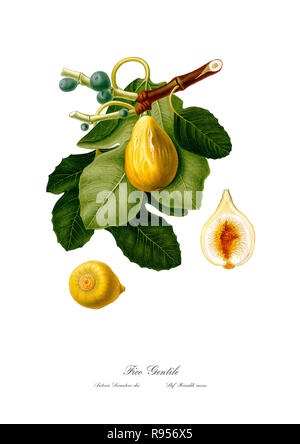 Vintage unica illustrazione botanica di figg. Foto Stock