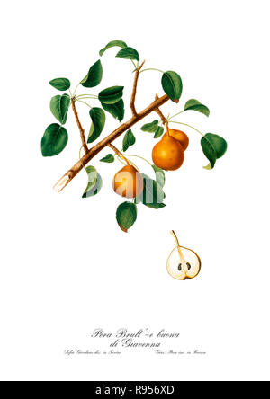 Vintage botaniche uniche illustrazione di una pera. Foto Stock