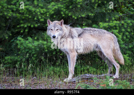 La tundra Wolf in piedi di fronte ad un luminoso verde pineta Foto Stock