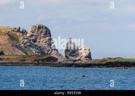 Gannett colonia su Irlanda's Eye off Howth peninsula, Dublino, Irlanda Foto Stock