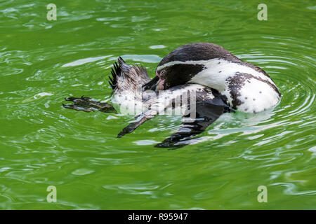 Pinguini Humboldt / pinguino peruviana / patranca (Spheniscus Humboldti) Sud Americana penguin preening piume durante il nuoto Foto Stock