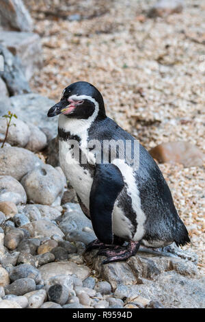 Pinguini Humboldt / pinguino peruviana / patranca (Spheniscus Humboldti) su terra, sud americana nativa dei pinguini alla navigazione costiera del Cile e del Perù Foto Stock