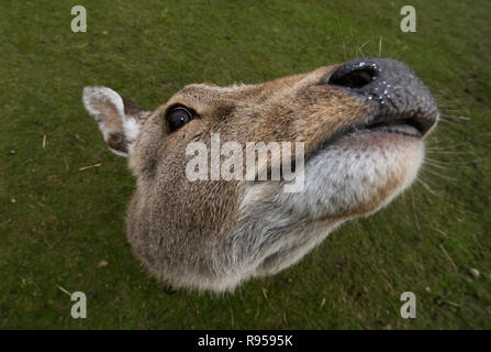 Flottante testa di cervo (non veramente) shot presi da distanza ravvicinata con obiettivo grandangolare che offusca il corpo dei cervi Foto Stock