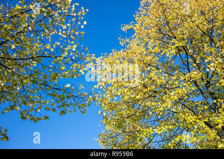Treetops verde contro il cielo blu sullo sfondo. Rami con foliages fresco di piante. Sotto Visualizza foto della natura. Foto Stock