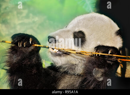 Un gigantesco orso panda (Ailuropoda melanoleuca) munches sul bambù, 8 settembre 2015, presso lo Zoo di Memphis a Memphis, Tennessee. Foto Stock