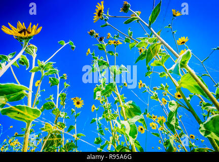 Black Eyed Susans fiorisce in un campo, 24 agosto 2018, in Port Aransas, Texas. Foto Stock