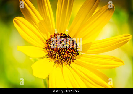 Il sole splende attraverso i petali di un black-eyed Susan, 24 agosto 2018, in Port Aransas, Texas. Il fiore, un tipo di margherita o coneflower, è la siccità- Foto Stock