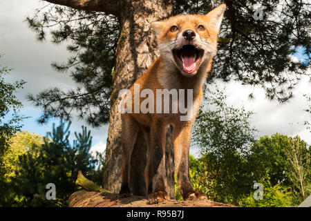 Fox cub in piedi sul ramo di albero nella foresta Foto Stock