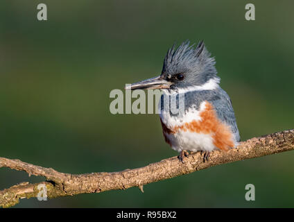 Kingfisher nella struttura ad albero Foto Stock