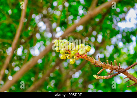 Questa natura unica foto mostra un rarissimo albero esotica frutta. La foto è stata scattata in Hua Hin Tailandia Foto Stock