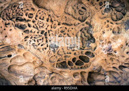 Arenaria erosa soffitto, Castle Rock State Park, Santa Cruz Mountains, California Foto Stock