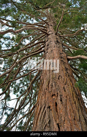 Il vecchio gigantesco albero di sequoia Foto Stock