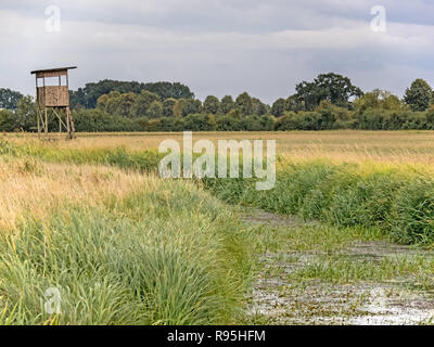 Cavalletto di alta nei prati della Germania del nord Foto Stock