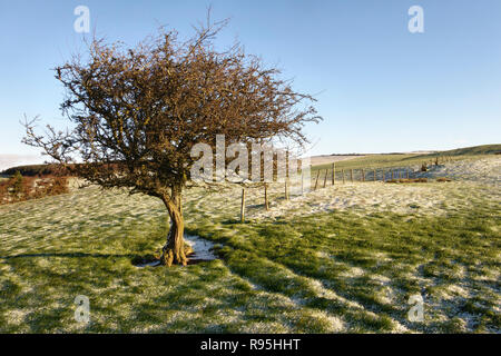Powys, Regno Unito, d'inverno. Un solitario Albero di biancospino (Crataegus) su Stonewall Hill nel paese di confine tra Inghilterra e Galles. Foto Stock