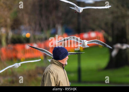 Testa nera Gabbiani Chroicocephalus Ridibundus nel loro piumaggio invernale sorvolando un uomo. Foto Stock