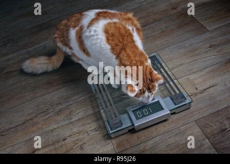 Tabby cat con il sovrappeso guardando preoccupato su una scala. Foto Stock