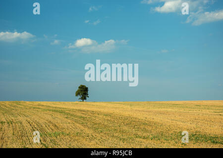 Lonely albero che cresce in un campo, i trend con orizzonte di riferimento e nuvole bianche su un cielo blu Foto Stock