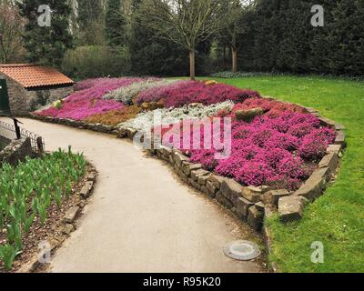 Letto di fiori con colorate eriche in un parco in inverno Foto Stock