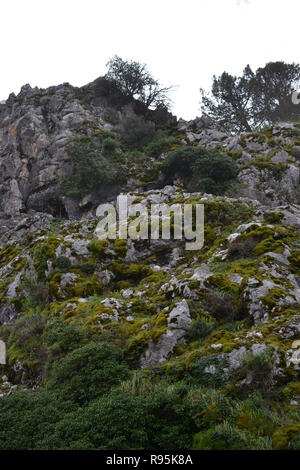 Sendero El Pinsapar, pineta escursione da grazalema Benamahoma per Foto Stock