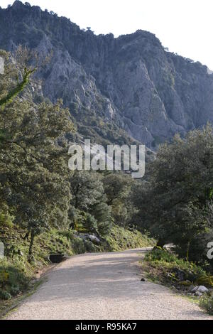 Sendero El Pinsapar, pineta escursione da grazalema Benamahoma per Foto Stock