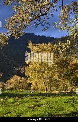 Sendero El Pinsapar, pineta escursione da grazalema Benamahoma per Foto Stock