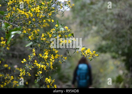 Sendero El Pinsapar, pineta escursione da grazalema Benamahoma per Foto Stock