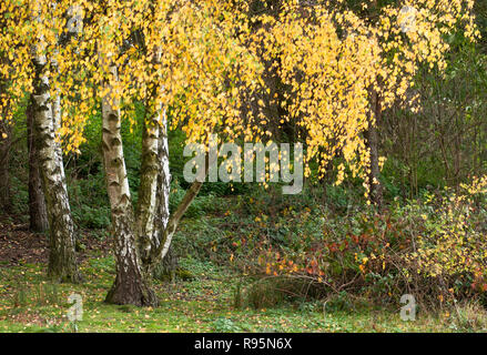 Comune di betulla, argento betulla, bianco europeo betulla Betula pendula, worcs, Regno Unito, durante l'autunno Foto Stock