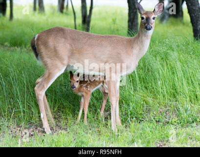 White-Tailed Deer Doe e fawn Foto Stock