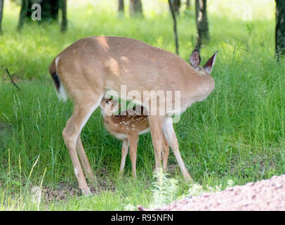 White-Tailed Deer Doe Nursing capretta Foto Stock