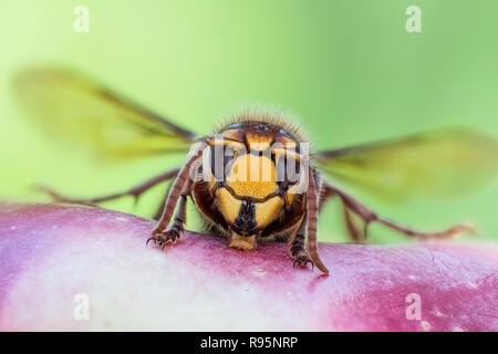 Hornisse, Vespa crabro, Europeo Hornet - Dettagliata Stack Macro Foto Stock
