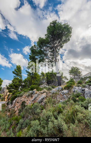 Mallorca Landschaft Kuestenstrasse Norden, Maiorca paesaggio nord autostrada costiera Foto Stock
