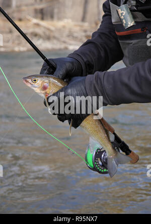 Fly fisherman tenendo un appena pescato whitefish mountain closeup Foto Stock