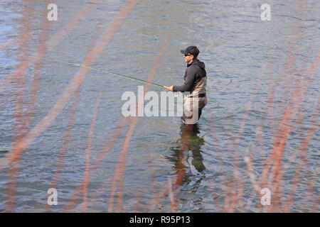 Fly fisherman casting per steelhead trote sul fiume di salmoni in Idaho, Stati Uniti d'America Foto Stock