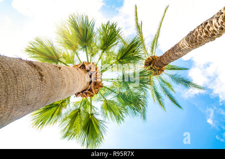 Palm tree contro il sole closeup Foto Stock