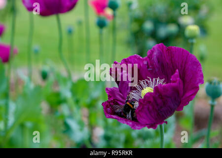 Bellissimi fiori di papavero con colori vivaci in un giardino Foto Stock