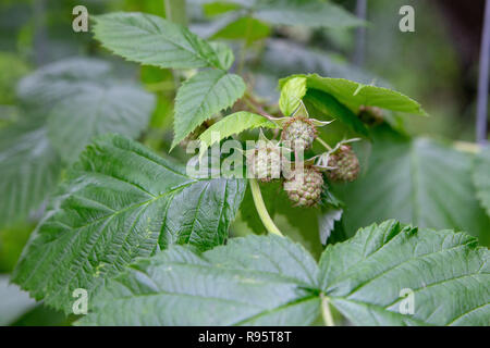 Titolo di close-up di lamponi immaturi che crescono in un frutteto organico in Nuova Zelanda Foto Stock