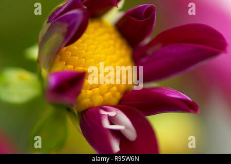 Dahlia Bud apertura (Dahlia pinnata) Foto Stock