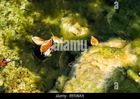 L'acqua della superficie ricoperta di lenticchie d'acqua, le alghe verdi piante acquatiche, foglie foglia secca nella torbiera, marsh, palude, zone umide in Big Pine Key Florida, i tasti con il polling Foto Stock
