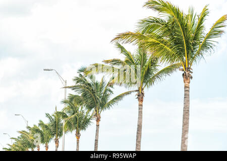 Fila di alberi di palma, lampioni, luci della città di Key West, Florida lungo Overseas Highway Road, street in estate, isolati contro il cielo blu Foto Stock