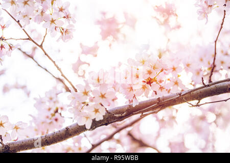 Guardando in alto, basso angolo vista ingrandita di una vibrante di rosa fiori di ciliegio sakura ramo di albero, sky, petali di fiore in primavera, primavera Washington DC, sunn Foto Stock