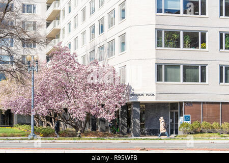 Washington DC, Stati Uniti d'America - Aprile 5, 2018: Potomac Plaza street, strada marciapiede con gente che cammina in primavera la primavera con la magnolia e fiori ciliegio sa Foto Stock