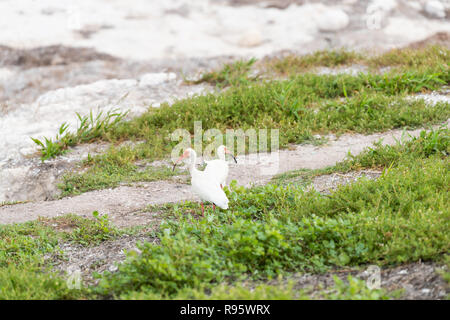 Due white ibis uccelli passeggiate, in piedi sul prato verde in terra di Bahia Honda key island in Florida keys, in cerca di cibo nella soleggiata estate Foto Stock