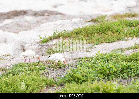 Due white ibis uccelli camminando su erba verde massa nel Bahia Honda key island in Florida keys, in cerca di cibo nella soleggiata estate Foto Stock