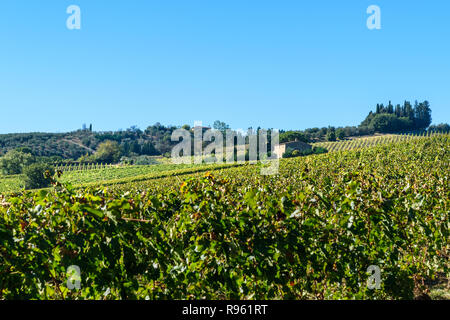 Vigneto nella regione del Chianti. Paesaggio toscano. Italia Foto Stock