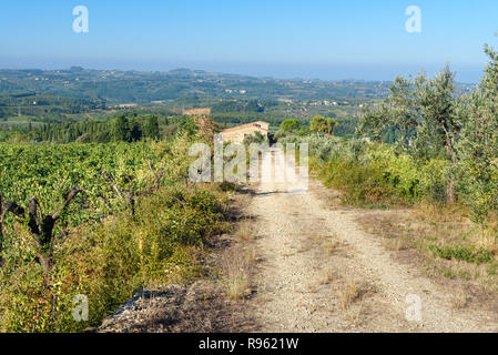 Vigneto nella regione del Chianti. Paesaggio toscano. Italia Foto Stock