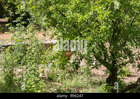 Un longan albero da frutta è visto in un agriturismo circondato da diverse altre lussureggianti alberi verdi. Un Longan frutto è vedere appeso dall'albero. Foto Stock