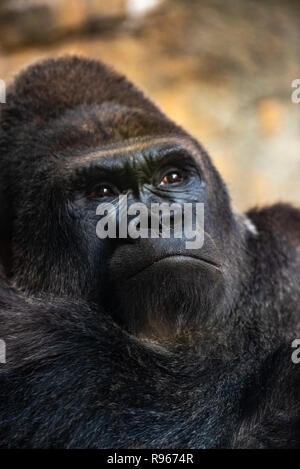 Western gorilla maschio seduta, Gorilla gorilla gorilla in uno zoo. Foto Stock
