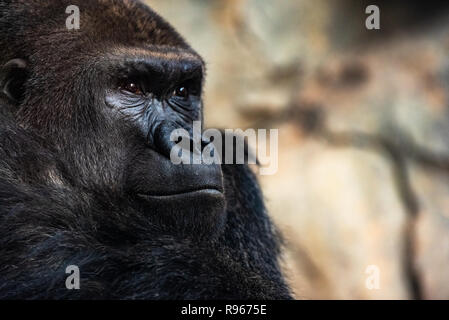 Western gorilla maschio seduta, Gorilla gorilla gorilla in uno zoo. Foto Stock